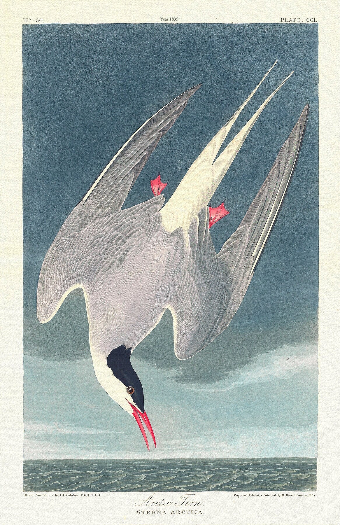 Arctic tern. Sterna arctica. c.1 v.3 plate 250, , 1836 Audobon auth. ,wildlife print on durable cotton canvas, 50 x 70 cm, 20 x 25" approx. - The Map Chest