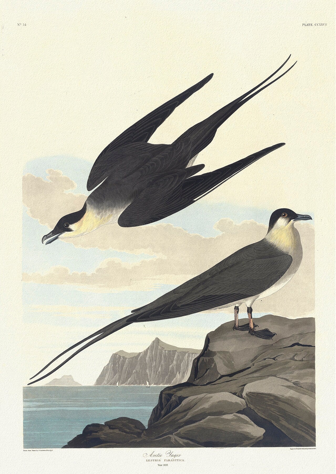 Arctic yager. Lestris parasitica. c.1 v.3 plate 267, 1836 Audobon auth. - The Map Chest