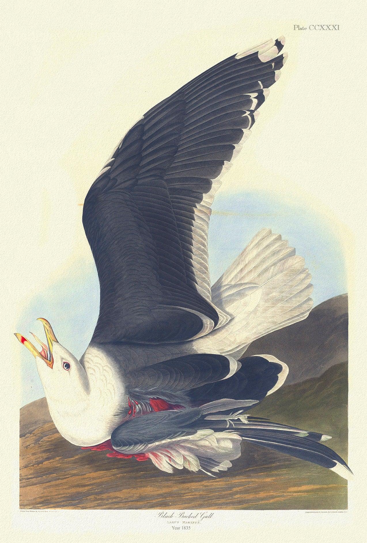 Black backed gull Larus marinus plate 241, 1836 Audobon auth., vintage print on durable cotton canvas, 50 x 70 cm, 20 x 25" approx. - The Map Chest