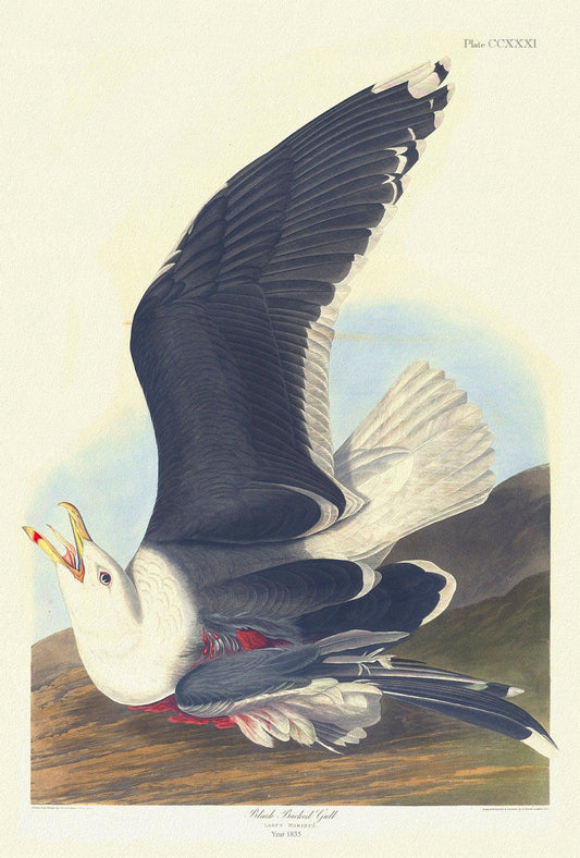 Black backed gull Larus marinus plate 241, 1836 Audobon auth., vintage print on durable cotton canvas, 50 x 70 cm, 20 x 25" approx. - The Map Chest