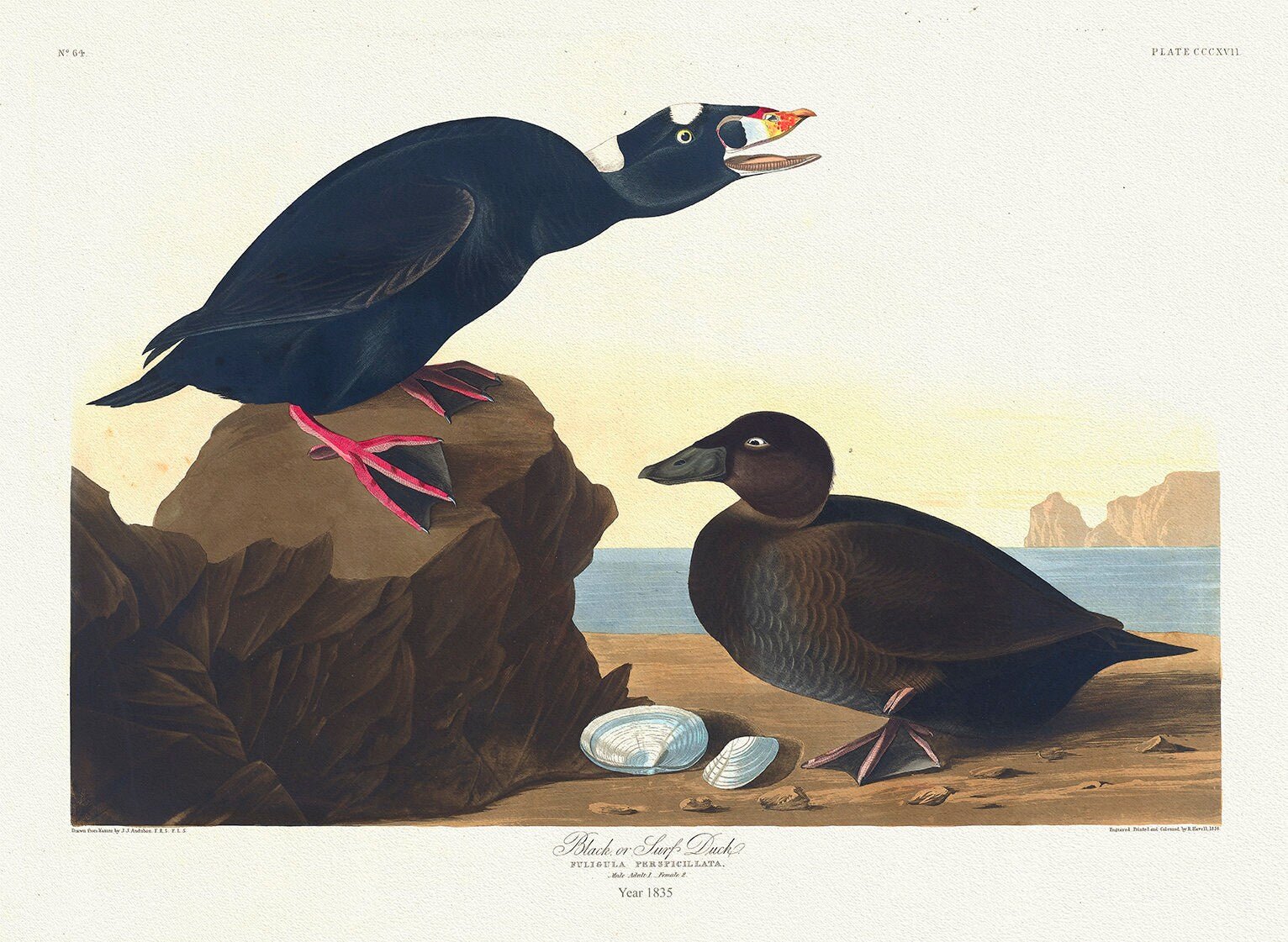 Black or Surf duck. Fuligula perspicillata, Audobon auth.1835, vintage print on durable cotton canvas, 50 x 70 cm, 20 x 25" approx. - The Map Chest