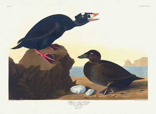 Black or Surf duck. Fuligula perspicillata, Audobon auth.1835, vintage print on durable cotton canvas, 50 x 70 cm, 20 x 25" approx. - The Map Chest