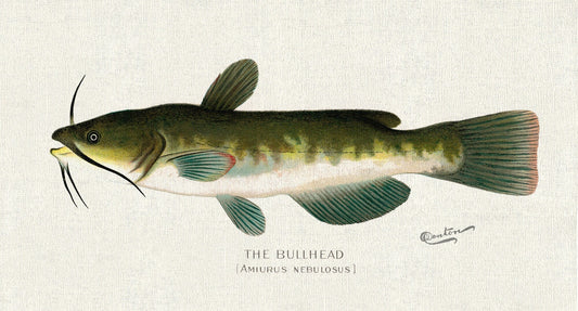 Bullhead; (Amiurus Nebulosus), 1913, Denton auth. fishing print reprinted on durable cotton canvas, 50 x 70 cm, 20 x 25" approx. - The Map Chest
