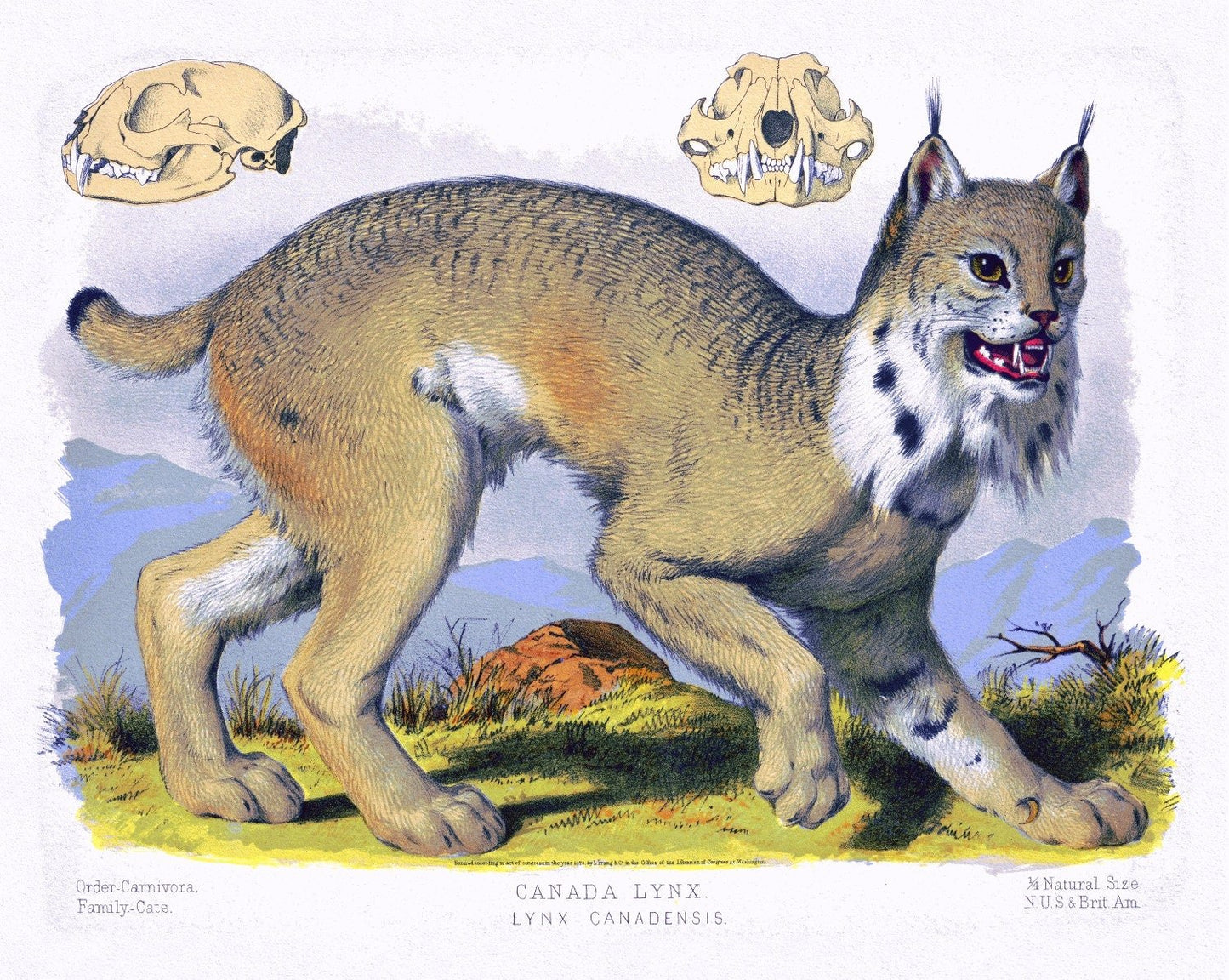 Canada Lynx ( Lynx Canadensis ), 1890, Vintage Poster Print on heavy canvas, 22x27" approx. - The Map Chest