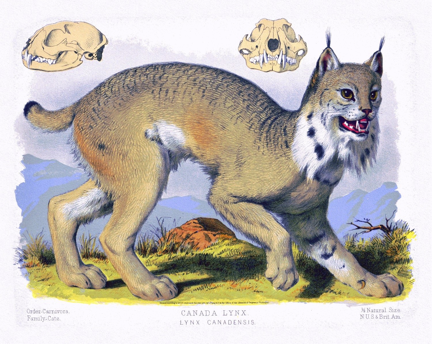 Canada Lynx ( Lynx Canadensis ), 1890, Vintage Poster Print on heavy canvas, 22x27" approx. - The Map Chest