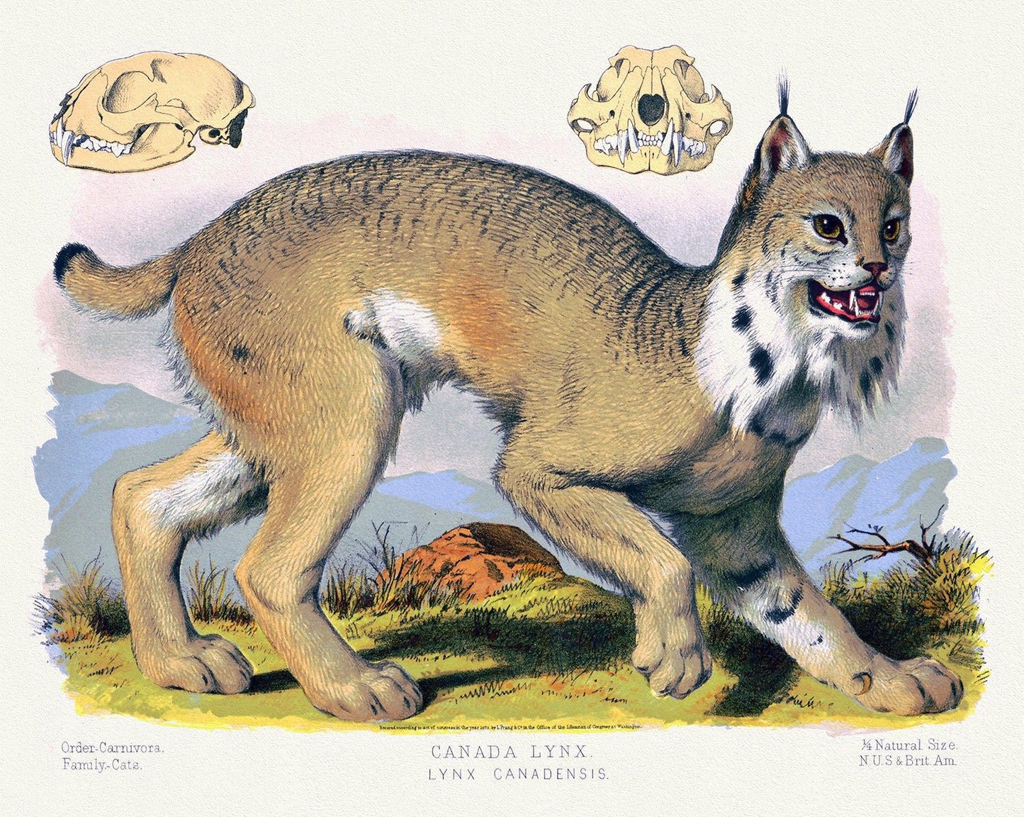 Canada Lynx (Lynx Canadensis), a reprinted antique decorative print on durable cotton canvas, 50 x 70 cm, 20 x 25" approx. - The Map Chest