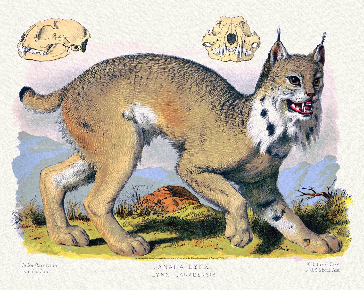 Canada Lynx (Lynx Canadensis), a reprinted antique decorative print on durable cotton canvas, 50 x 70 cm, 20 x 25" approx. - The Map Chest