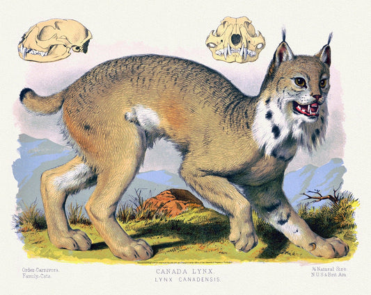 Canada Lynx (Lynx Canadensis), a reprinted antique decorative print on durable cotton canvas, 50 x 70 cm, 20 x 25" approx. - The Map Chest