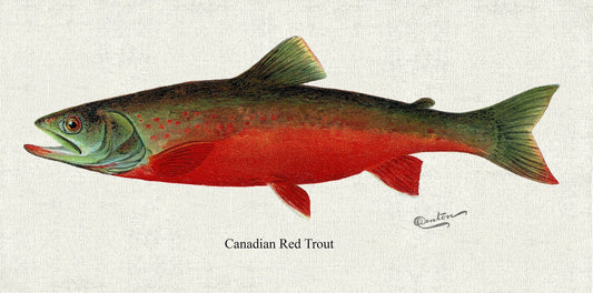 Canadian Red Trout , 1913, Denton auth., fishing print reprinted on durable cotton canvas, 50 x 70 cm, 20 x 25" approx. - The Map Chest