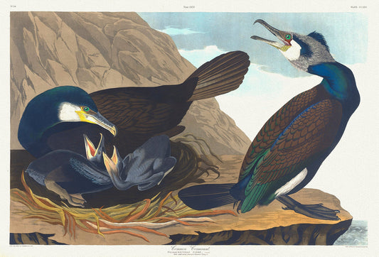 Common cormorant.Phalacrocorax carbo, Dumont. plate 266, 1836 Audobon auth. , vintage print on canvas, 50 x 70 cm, 20 x 25" approx. - The Map Chest