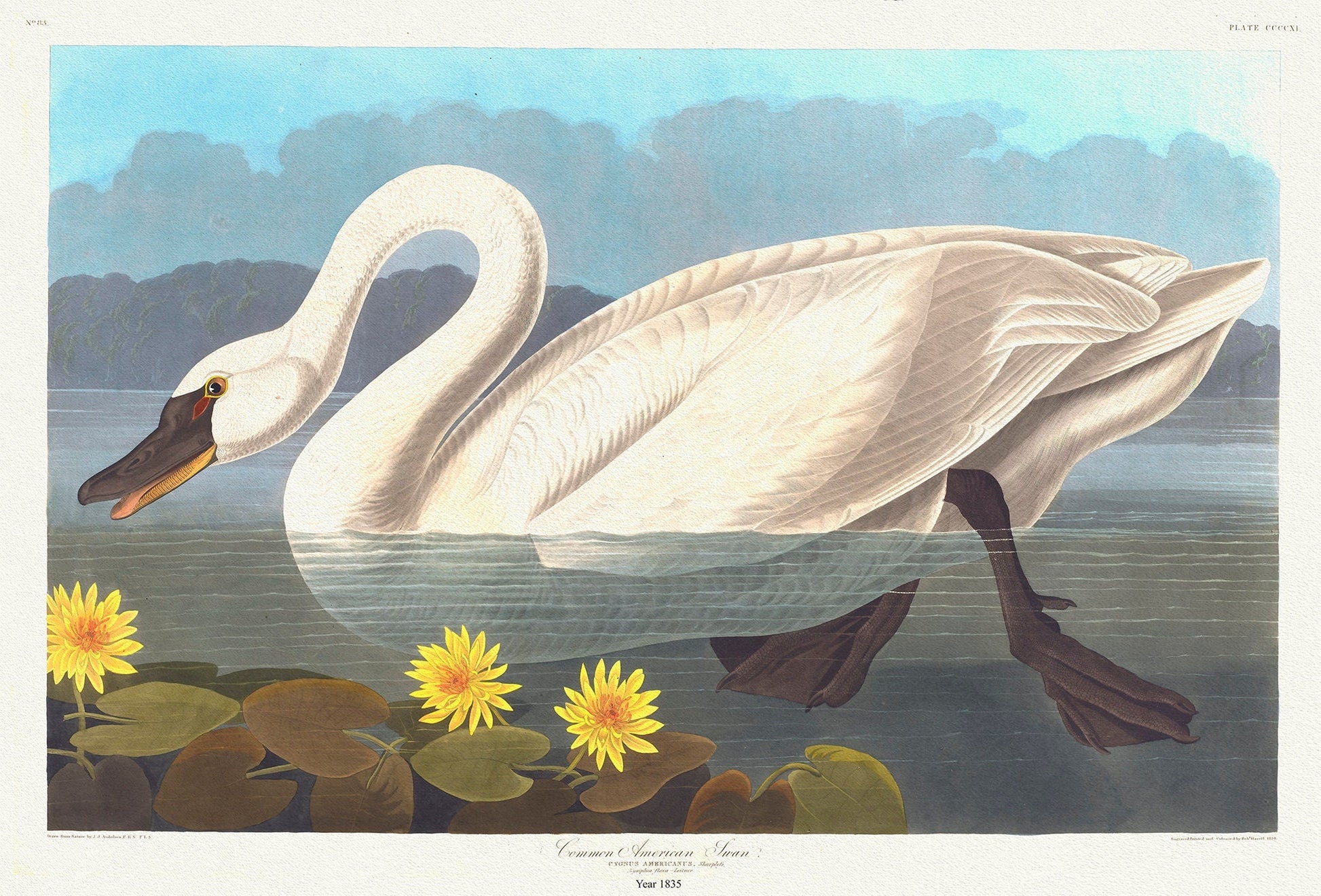 Common North American swan. Cygnus americanus, Sharplefs. Nymphea flava , 1836 Audobon auth. on canvas, 50 x 70 cm, 20 x 25" approx. - The Map Chest