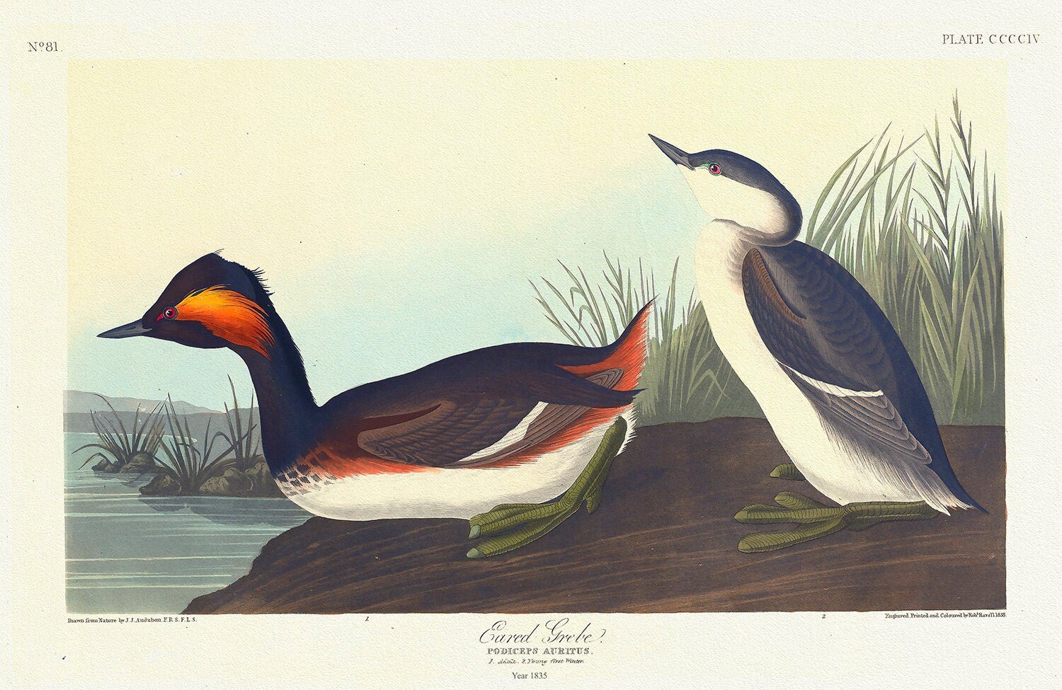 Eared grebe. Podiceps auritus. c.1 v.4 plate 404 , vintage nature print on canvas, 50 x 70 cm, 20 x 25" approx. - The Map Chest