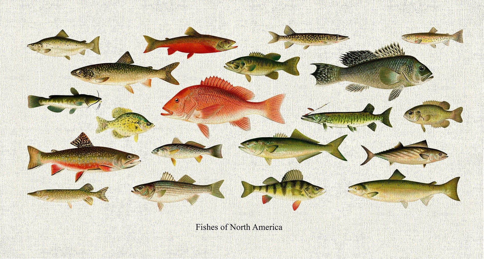 Fishes of North America, 1913, Denton auth., fishing print reprinted on durable cotton canvas, 50 x 70 cm, 20 x 25" approx. - The Map Chest