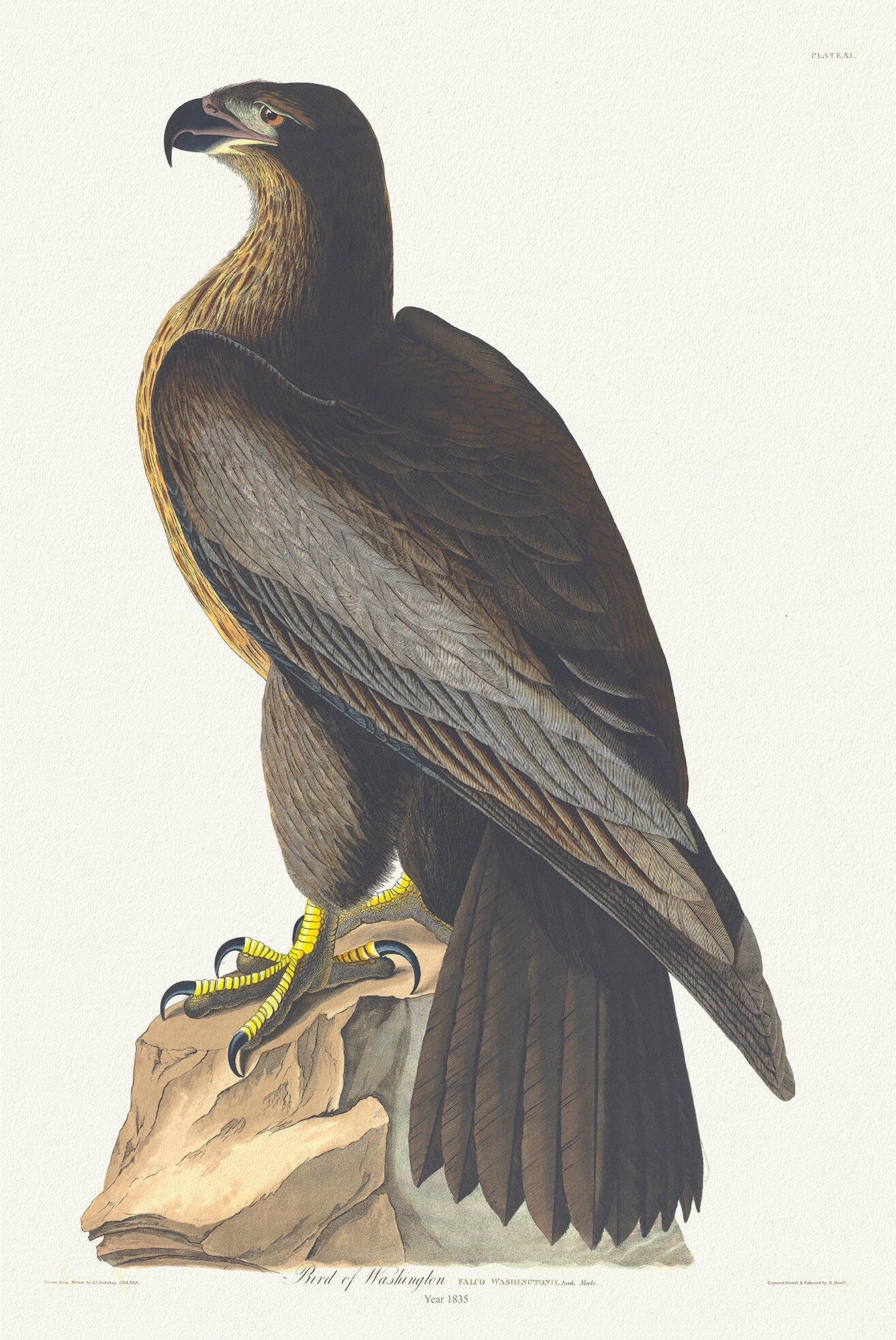 Golden Eagle .Falco washingtonii, plate 11, 1836 Audobon auth., vintage print on durable cotton canvas, 50 x 70 cm, 20 x 25" approx. - The Map Chest
