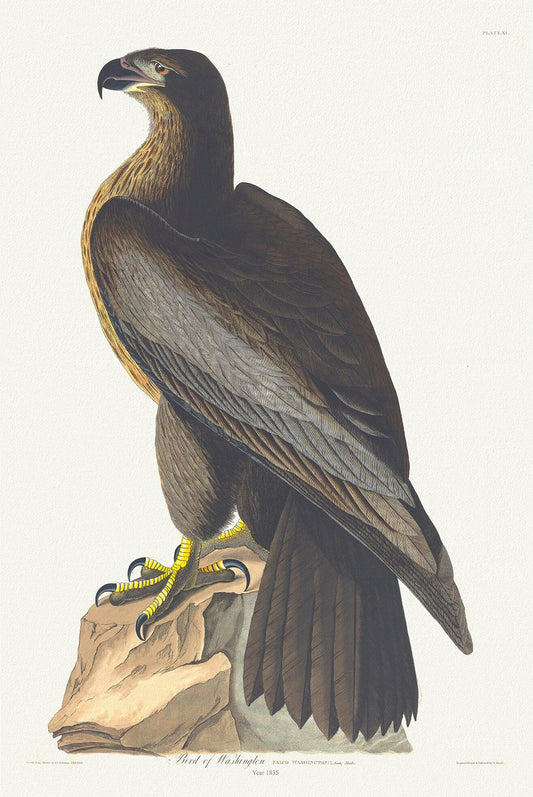 Golden Eagle .Falco washingtonii, plate 11, 1836 Audobon auth., vintage print on durable cotton canvas, 50 x 70 cm, 20 x 25" approx. - The Map Chest