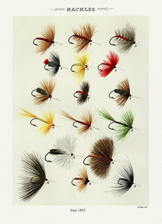 Hackles, 1892 by Mary Orvis Marbury , vintage nature print on canvas, 50 x 70 cm, 20 x 25" approx. - The Map Chest