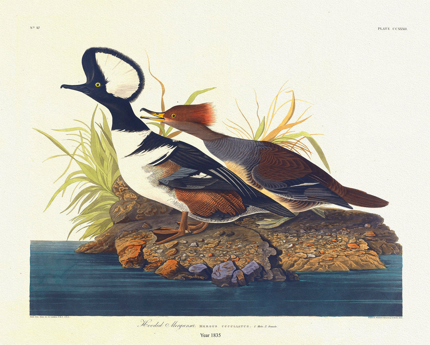 Hooded Merganser. Mergus cucullatus. , 1836 Audobon auth. vintage wildlife print on durable cotton canvas, 50 x 70 cm, 20 x 25" approx. - The Map Chest