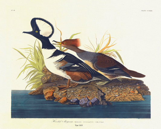 Hooded Merganser. Mergus cucullatus. , 1836 Audobon auth. vintage wildlife print on durable cotton canvas, 50 x 70 cm, 20 x 25" approx. - The Map Chest