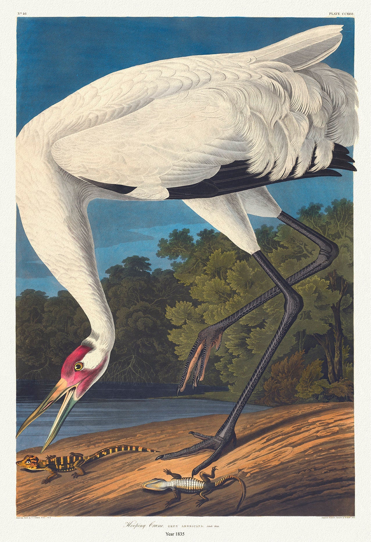 Hooping crane. Grus Americana. c.1 v.3 plate 226, 1836 Audobon auth. , vintage nature print on canvas, 50 x 70 cm, 20 x 25" approx. - The Map Chest