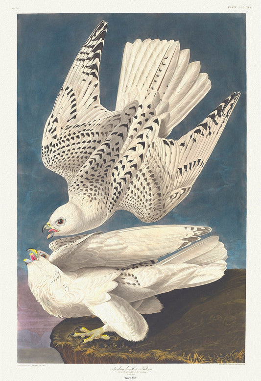 Iceland or jer falcon Falco islandicus, Lath. c.1 v.4 plate 366, 1836 Audobon auth. print on canvas, 50 x 70 cm, 20 x 25" approx. - The Map Chest