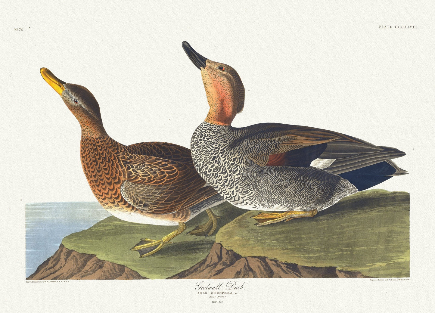 J.J. Audobon, Gadwall duck. Anas strepera, L. Male, 1. Female, 2. c.1 v.4 plate 348, 1835, on canvas, 50 x 70 cm, 20 x 25" approx.