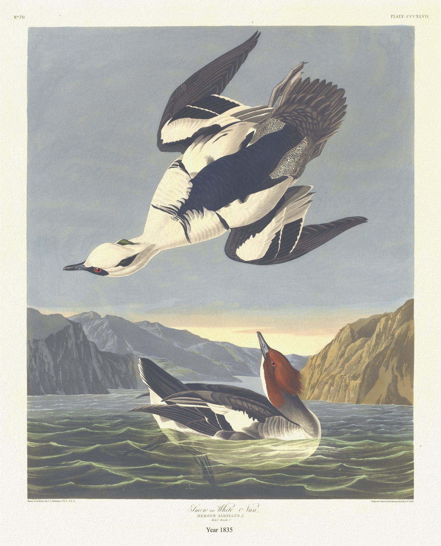 J.J. Audobon, Smew or white nun. Mergus albellus, L. c.1 v.4 plate 347, 1835, vintage print on canvas, 50 x 70 cm, 20 x 25" approx.