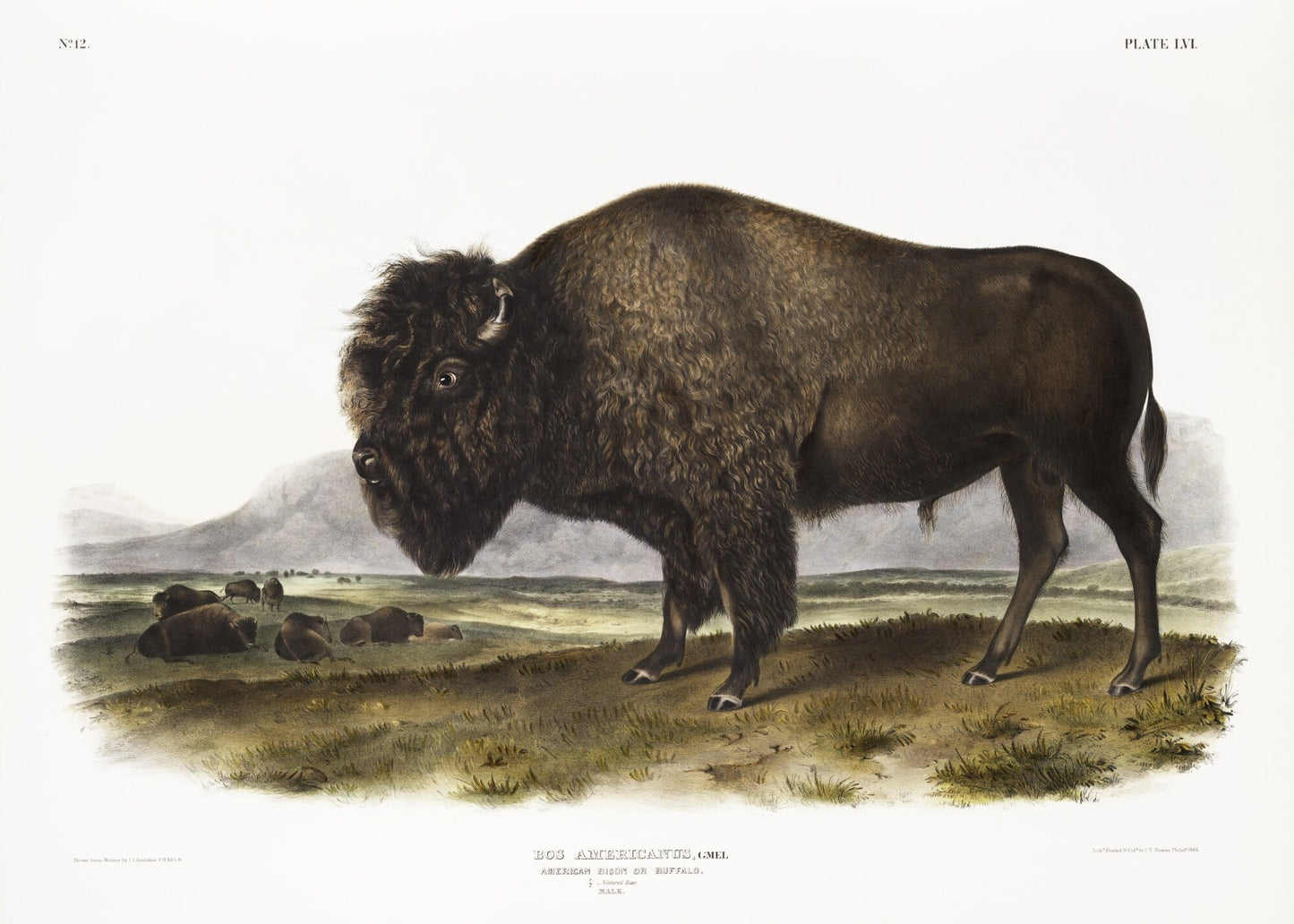 J.J. Audobon, Bison (Bos Americanus) from the viviparous quadrupeds of North America (1845), print on canvas, 50 x 70 cm, 20 x 25" approx.