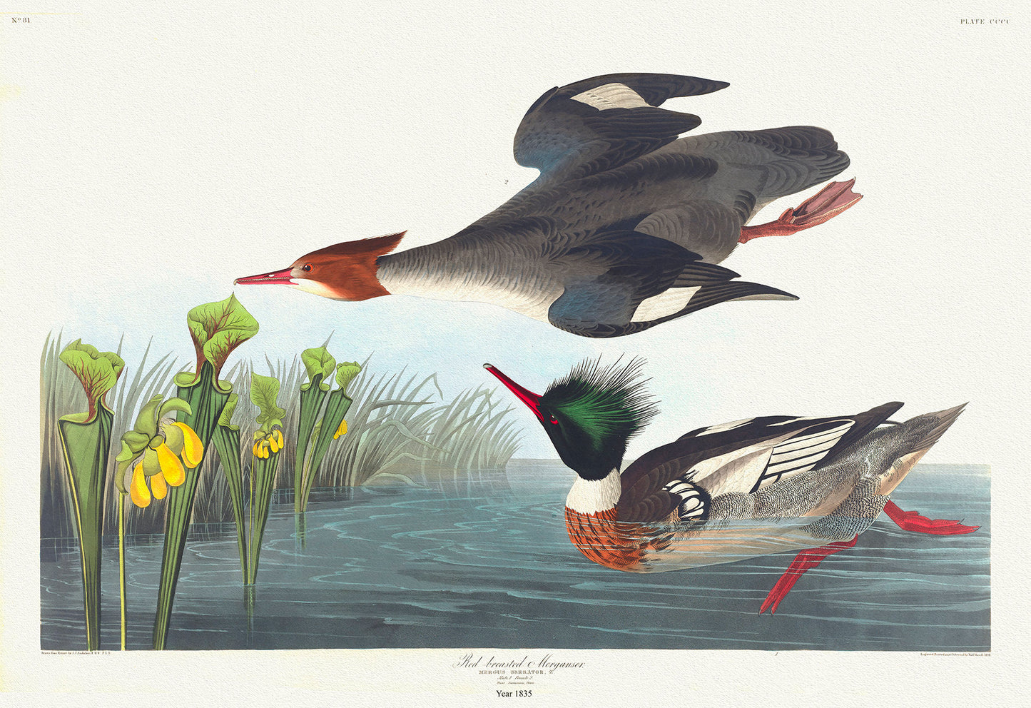 Red-breasted merganser. Mergus serrator, sarracenia flava., 1836 Audobon auth. , v nature print on canvas, 50 x 70 cm, 20 x 25" approx.