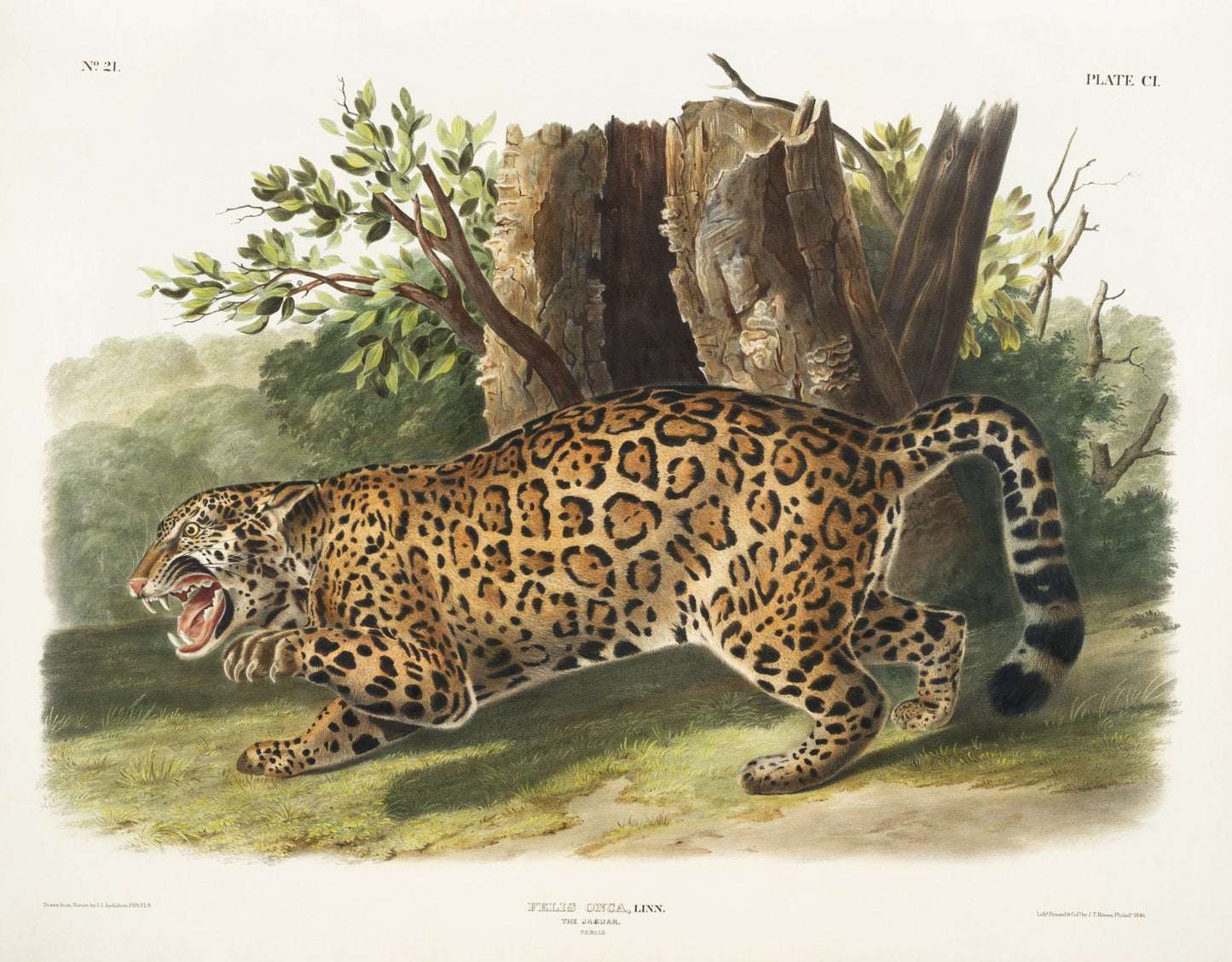 J.J. Audobon, Jaguar (Felis onca) from the viviparous quadrupeds of North America (1845), on canvas, 50 x 70 cm, 20 x 25" approx.