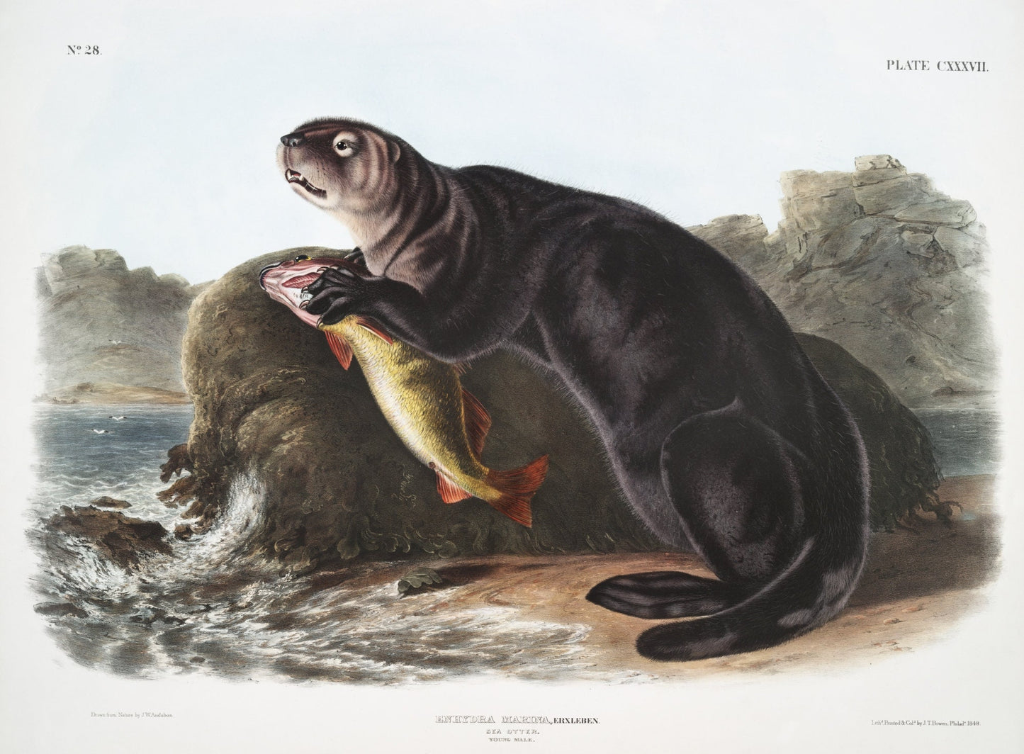 J.J. Audobon, Sea Otter (Enhydra marina) from the viviparous quadrupeds of North America (1845) , on canvas, 50 x 70 cm, 20 x 25" approx.
