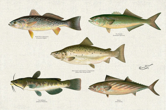 Illustrative Set of Fishes of North America Ver. I, 1913, Denton auth., fishing print reprinted on canvas, 50 x 70 cm, 20 x 25" approx. - The Map Chest