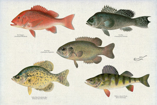 Illustrative Set of Fishes of North America Ver. II, 1913, Denton auth., fishing print on cotton canvas, 50 x 70 cm, 20 x 25" approx. - The Map Chest