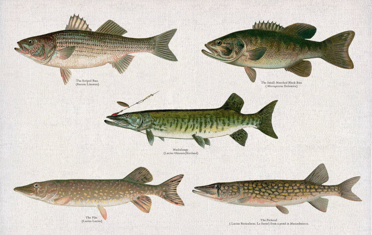 Illustrative Set of Fishes of North America Ver. III, 1913, Denton auth., fishing print on cotton canvas, 50 x 70 cm, 20 x 25" approx. - The Map Chest