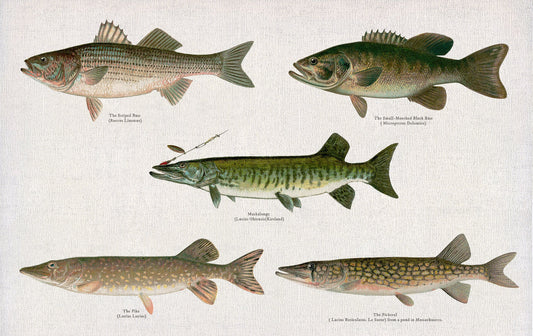 Illustrative Set of Fishes of North America Ver. III, 1913, Denton auth., fishing print on cotton canvas, 50 x 70 cm, 20 x 25" approx. - The Map Chest