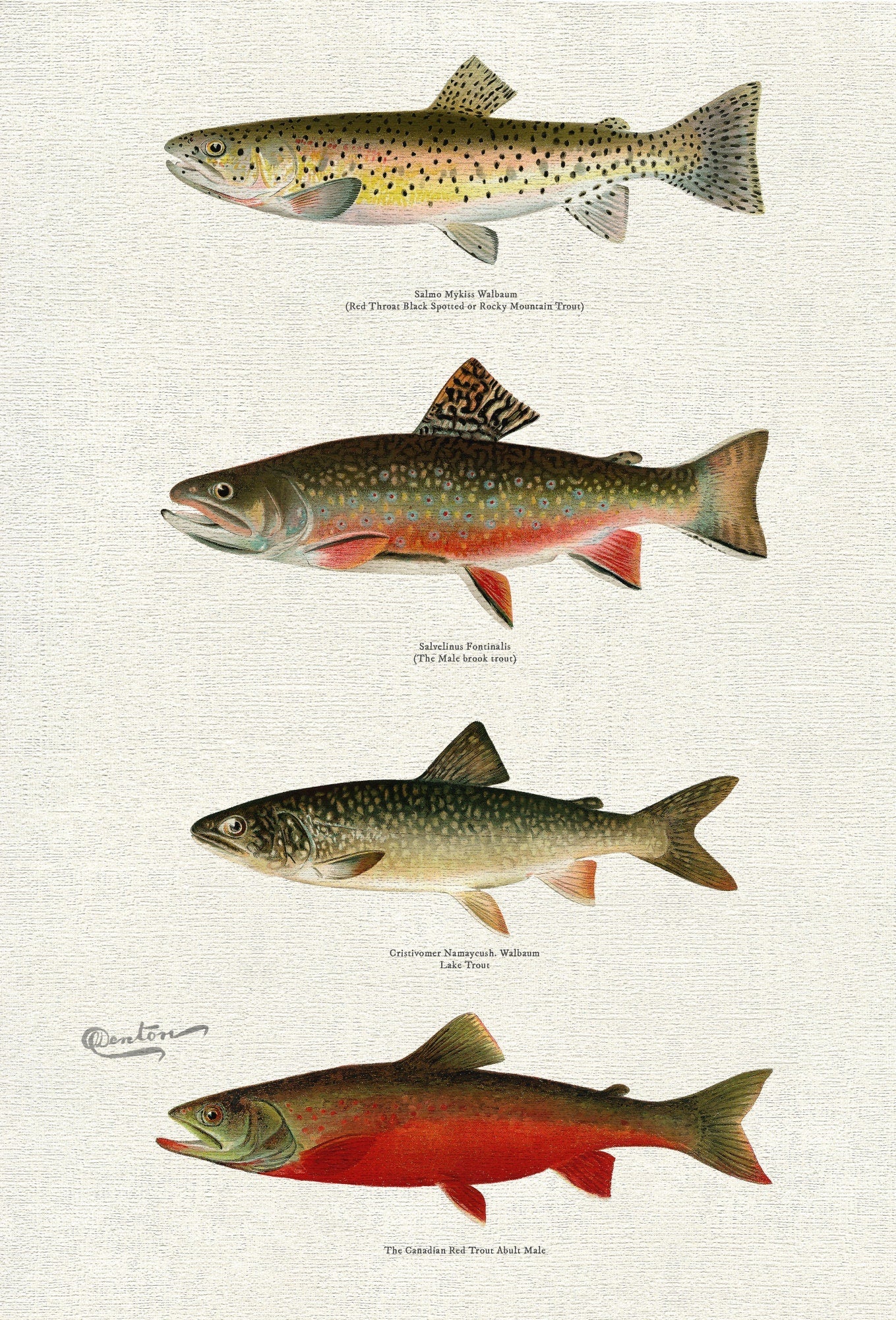 Illustrative Set of Fishes of North America Ver. V, 1913, Denton auth., fishing print on durable cotton canvas, 50 x 70 cm, 20 x 25" approx. - The Map Chest