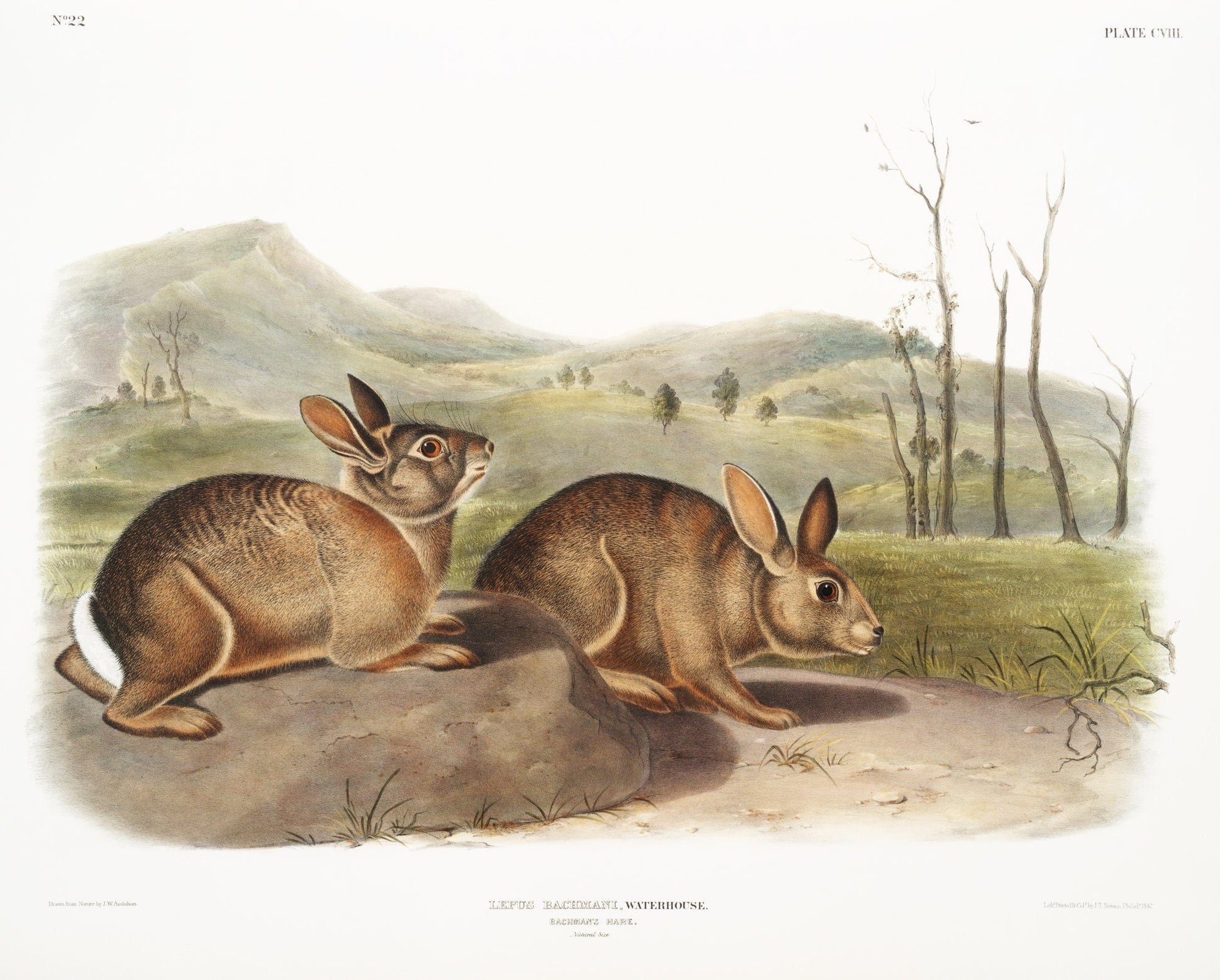 J.J. Audobon, Bachman's Hare (Lepus Bachmani) from the viviparous quadrupeds of North America (1845) , print , 50 x 70 cm, 20 x 25" approx. - The Map Chest