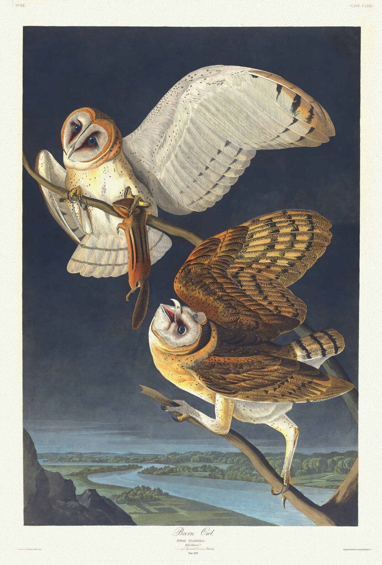 J.J. Audobon, Barn owl. Strix flammea.Plate 171, 1835, vintage nature print on canvas, 50 x 70 cm, 20 x 25" approx. - The Map Chest