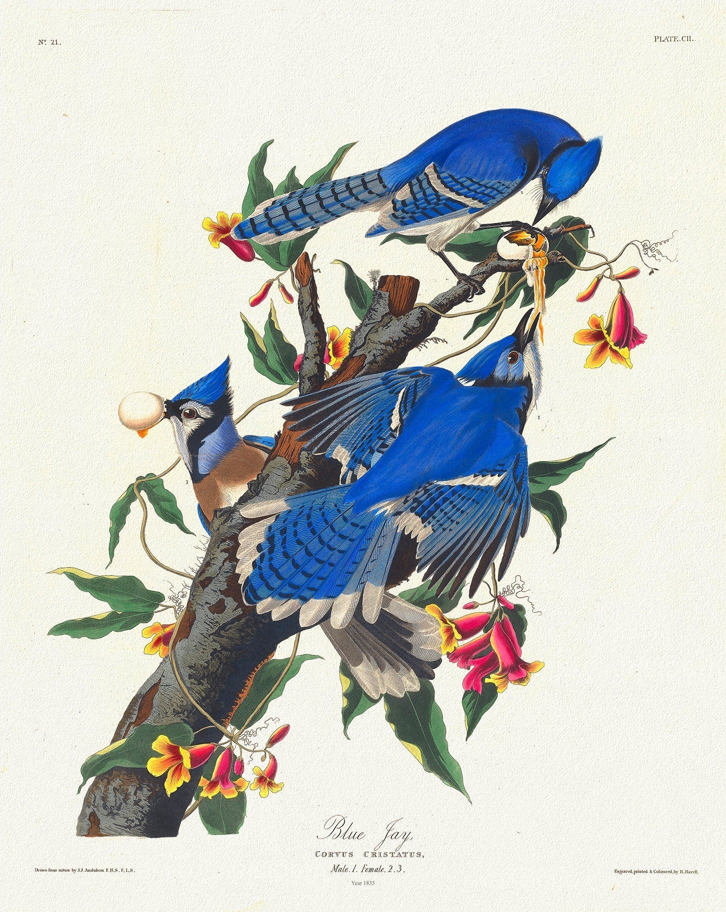 J.J. Audobon, Blue jay, 1835, bird print on durable cotton canvas, 19x27inches(50x70cm) - The Map Chest
