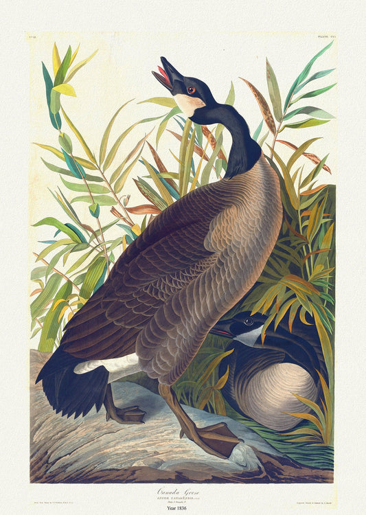 J.J. Audobon, Canada Goose, bird print on durable cotton canvas, 19x27inches(50x70cm) approx. - The Map Chest