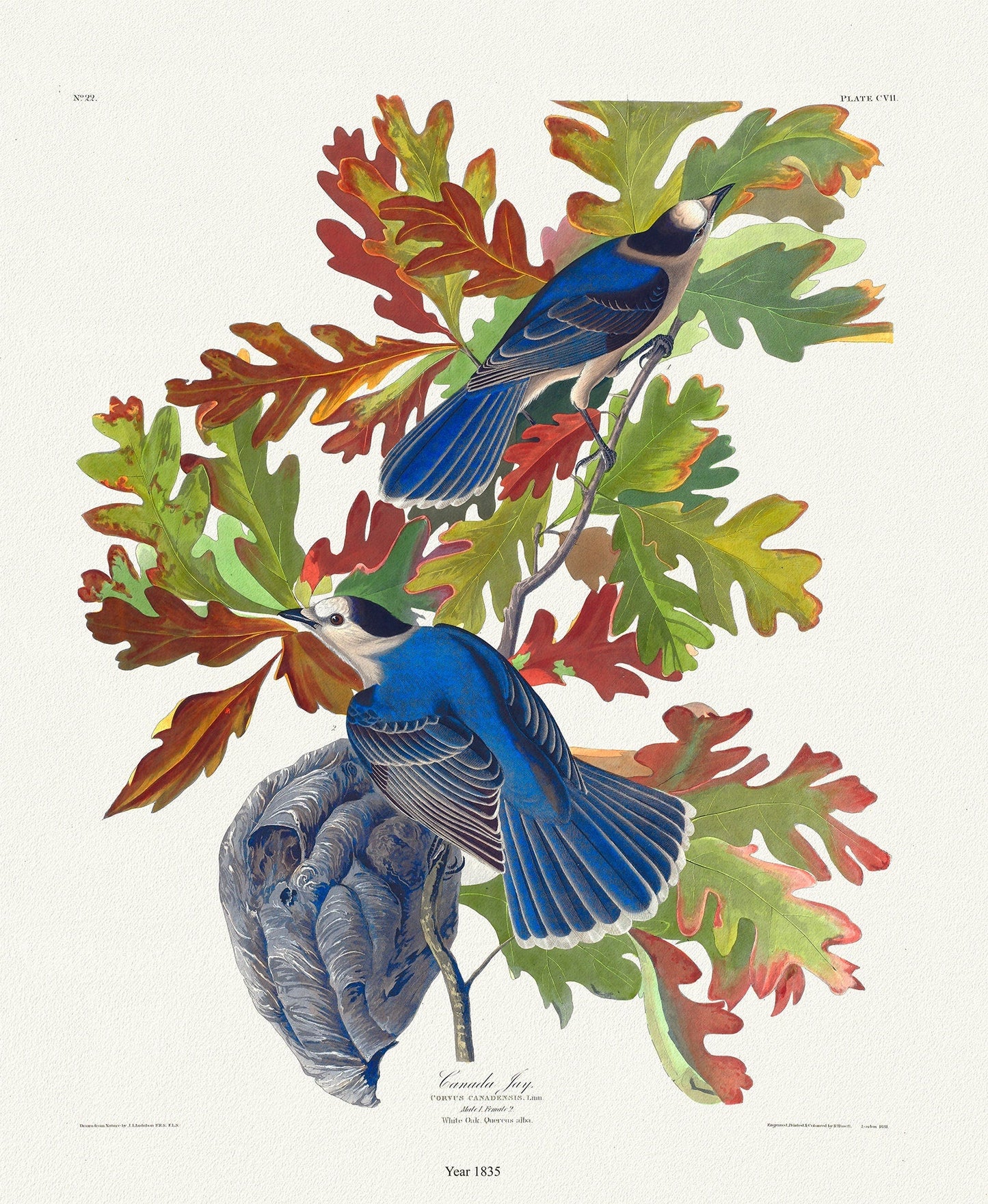 J.J. Audobon, Canada Jay. Corvus canadensis, 1835, bird print on durable cotton canvas, 19x27inches(50x70cm) approx. - The Map Chest