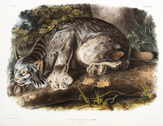 J.J. Audobon, Canada Lynx (Lynx Canadensis) from the viviparous quadrupeds of North America (1845) , canvas, 50 x 70 cm, 20 x 25" approx. - The Map Chest