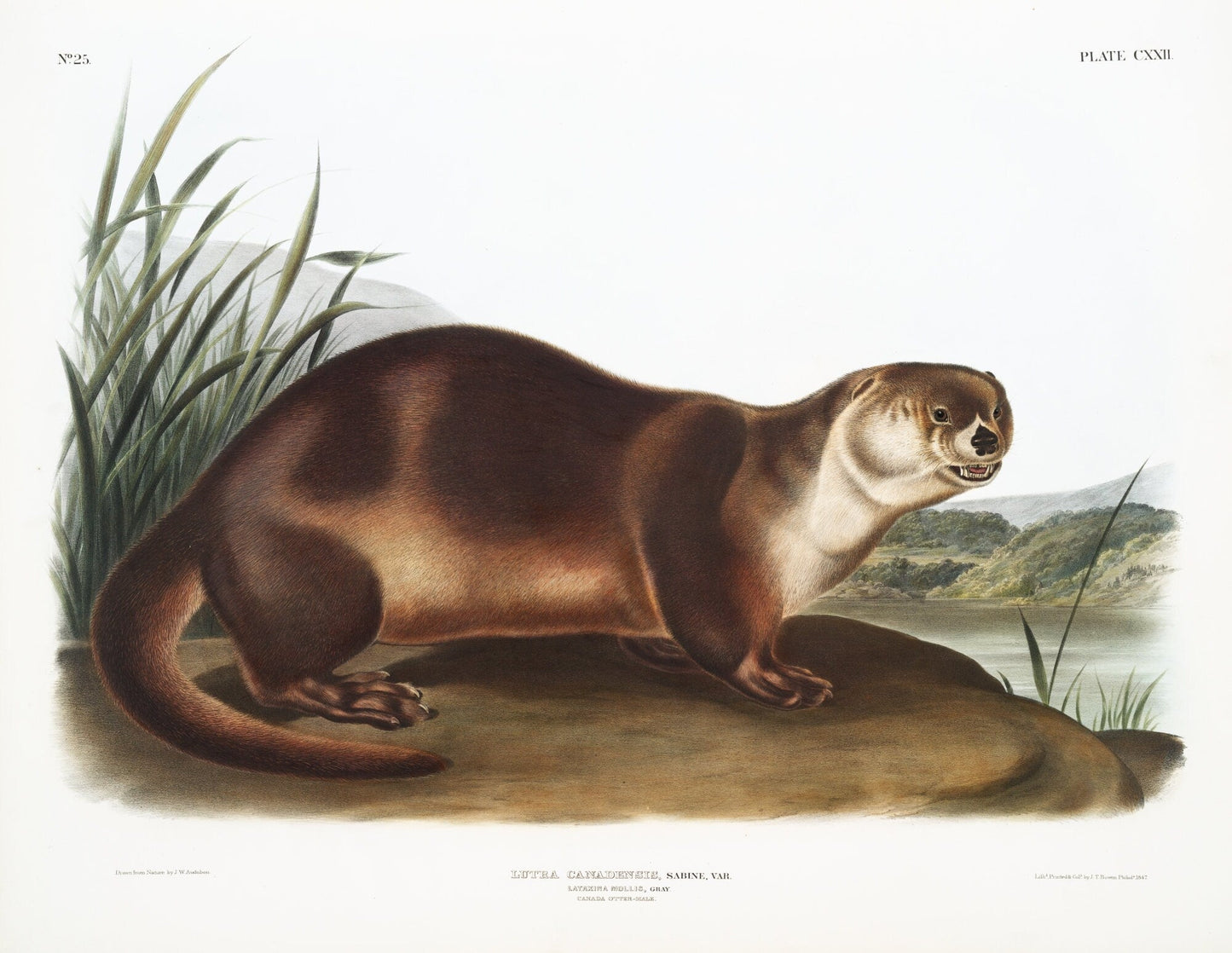 J.J. Audobon, Canada Otter (Lutra Canadensis) from the viviparous quadrupeds of North America (1845), canvas, 50 x 70 cm, 20 x 25" approx. - The Map Chest