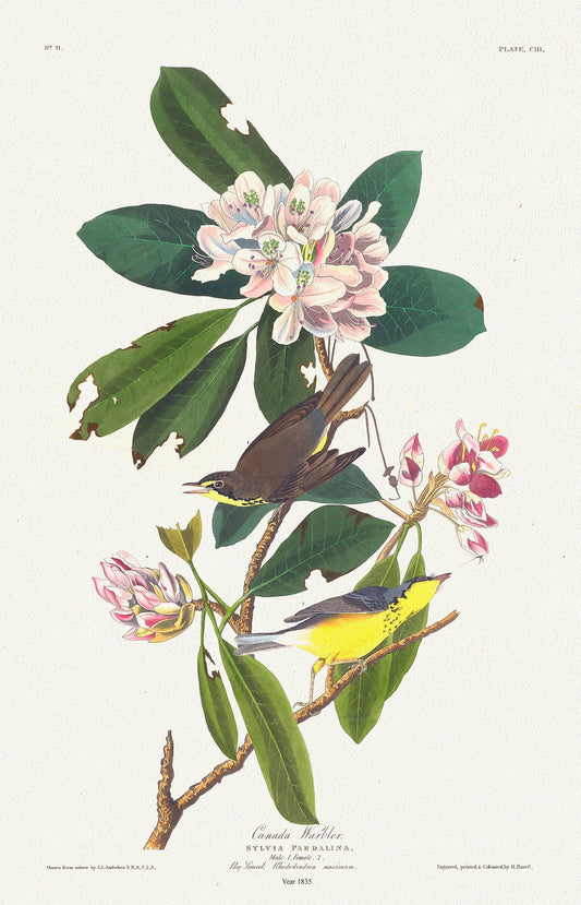 J.J. Audobon, Canada Warbler. Sylvia pardalina. 1835, bird print on durable cotton canvas, 19x27inches(50x70cm) approx. - The Map Chest