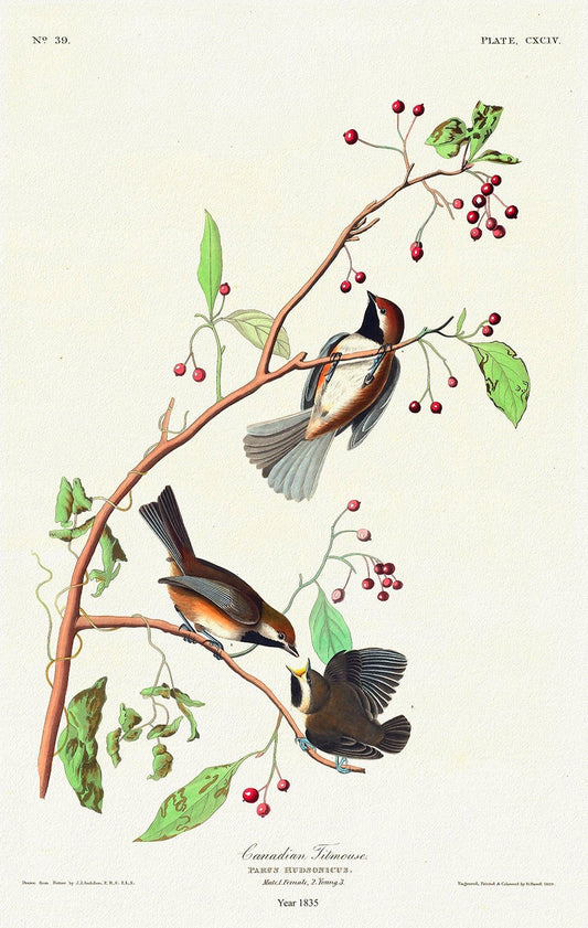 J.J. Audobon, Canadian Titmouse. Parus hudsonicus. 1835, bird print on durable cotton canvas, 19x27inches(50x70cm) approx. - The Map Chest