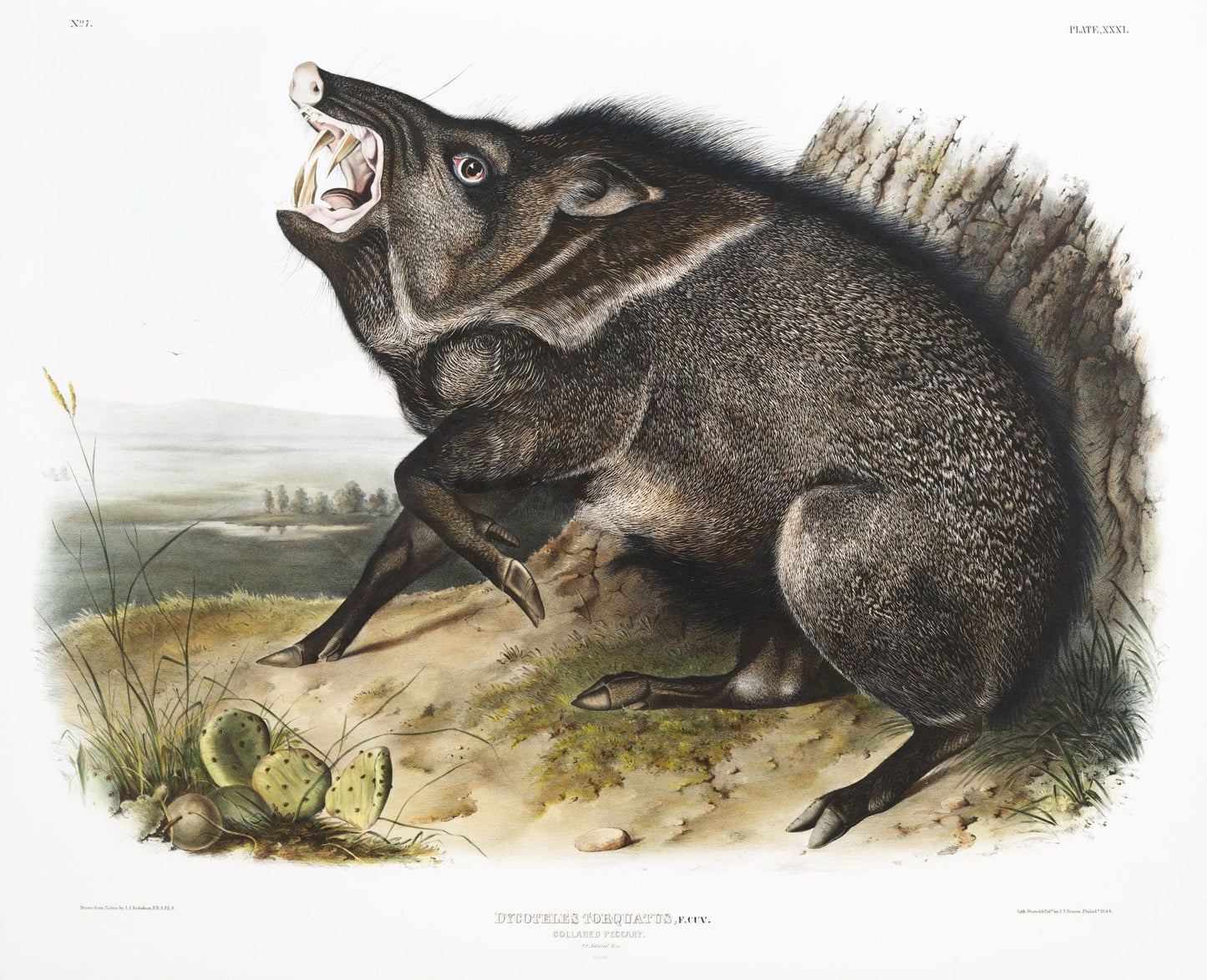 J.J. Audobon, Collared Peccary (Dycoteles torquatus) from the viviparous quadrupeds of North America (1845), 50 x 70 cm, 20 x 25" approx. - The Map Chest