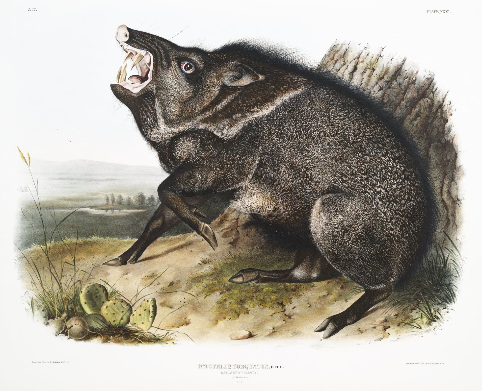 J.J. Audobon, Collared Peccary (Dycoteles torquatus) from the viviparous quadrupeds of North America (1845), 50 x 70 cm, 20 x 25" approx. - The Map Chest