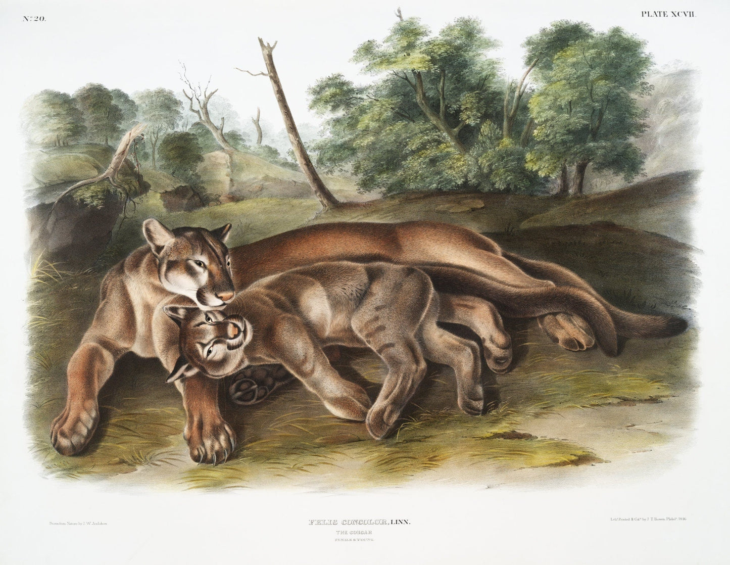 J.J. Audobon, Cougar (Felis concolor) from the viviparous quadrupeds of North America (1845), on canvas, 50 x 70 cm, 20 x 25" approx. - The Map Chest