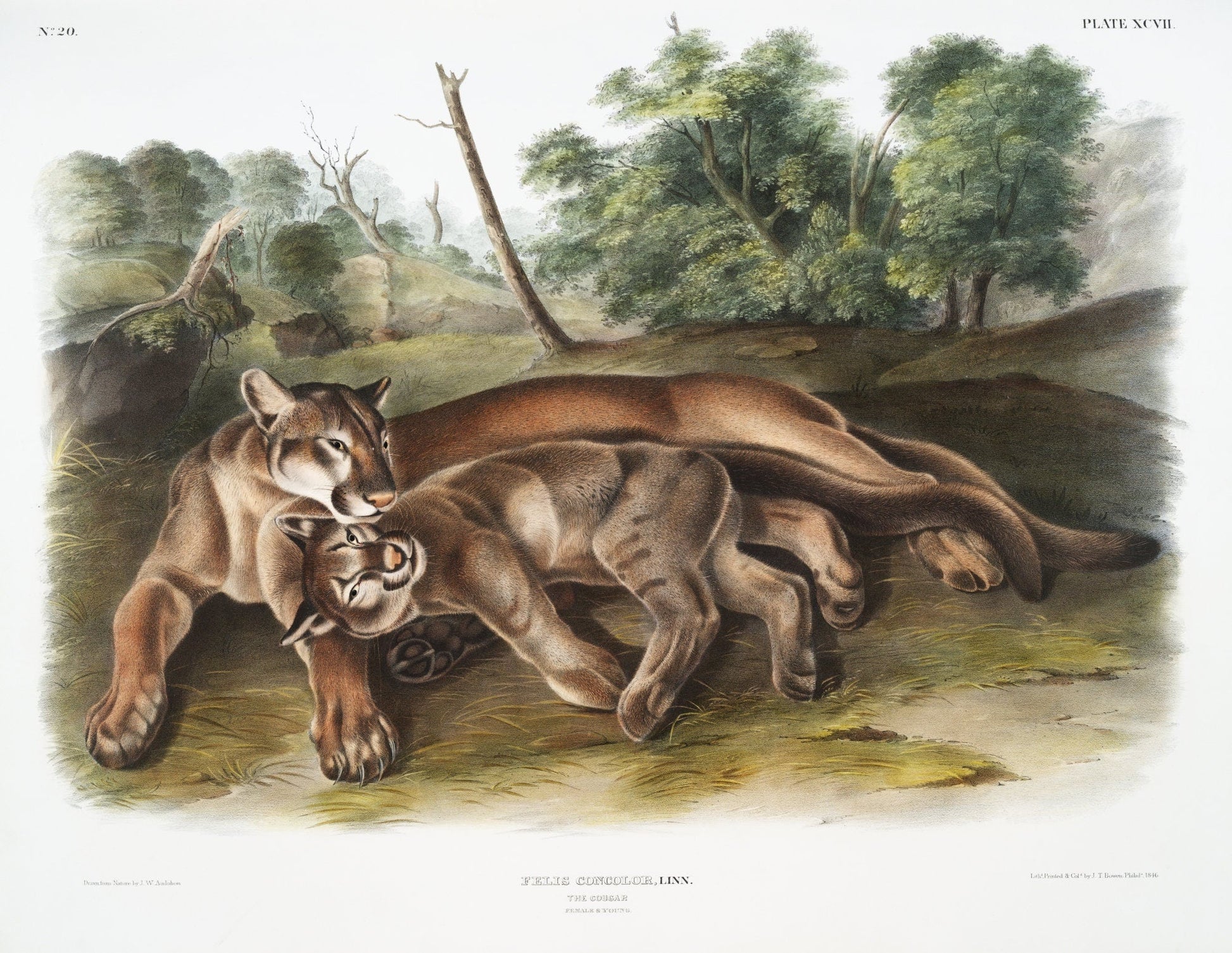 J.J. Audobon, Cougar (Felis concolor) from the viviparous quadrupeds of North America (1845), on canvas, 50 x 70 cm, 20 x 25" approx. - The Map Chest