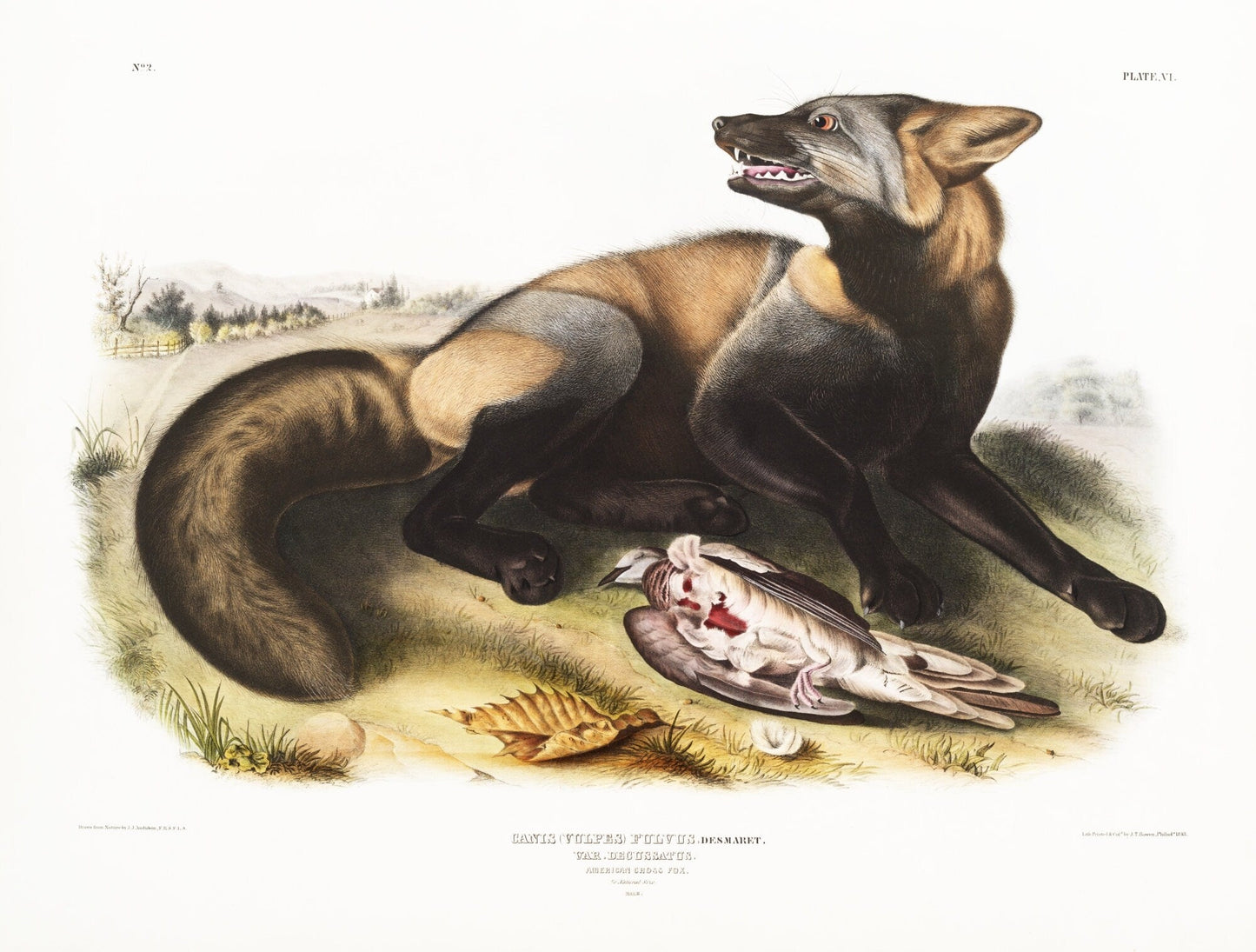 J.J. Audobon, Cross - Fox (Canis vulpes) from the viviparous quadrupeds of North America (1845) ,print on canvas, 50 x 70 cm, 20 x 25" approx. - The Map Chest