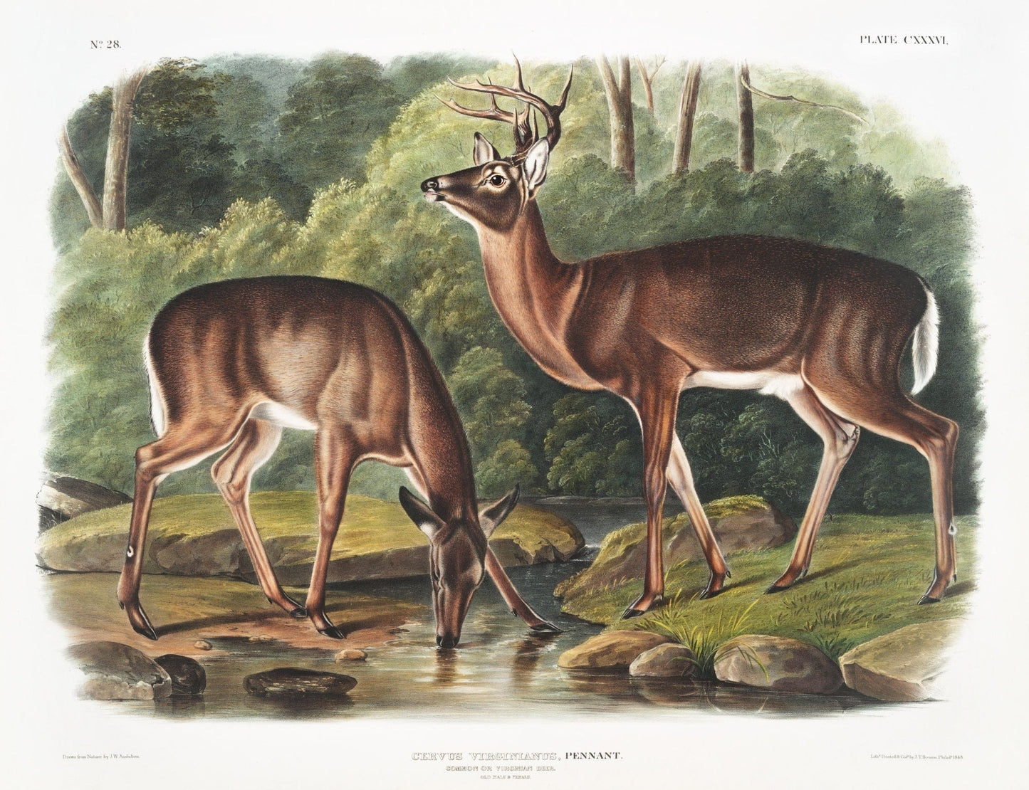 J.J. Audobon, Deer or Virginian Deer (Cervus Virginianus) from the viviparous quadrupeds of North America (1845) , 20 x 25" approx. - The Map Chest